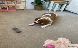 Cavalier King Charles Spaniel dogs for sale: King Charles girl amazing temperament!  - Image 3