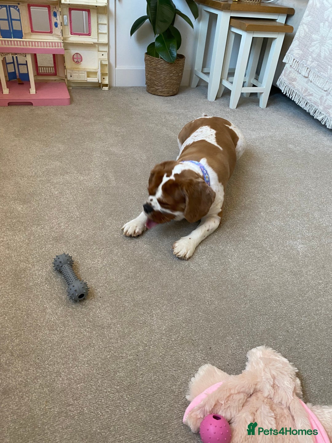 Cavalier King Charles Spaniel dogs for sale: King Charles girl amazing temperament!  - Image 3