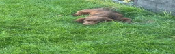 Cocker Spaniel dogs for sale: Kc registered cocker bitch  - Advert 3