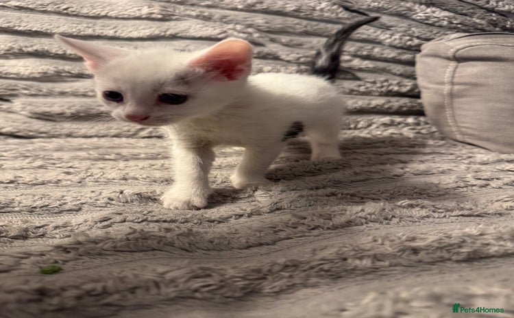 Domestic Shorthair cats - Advert 1