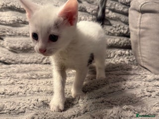 Domestic Shorthair cats - Advert 11