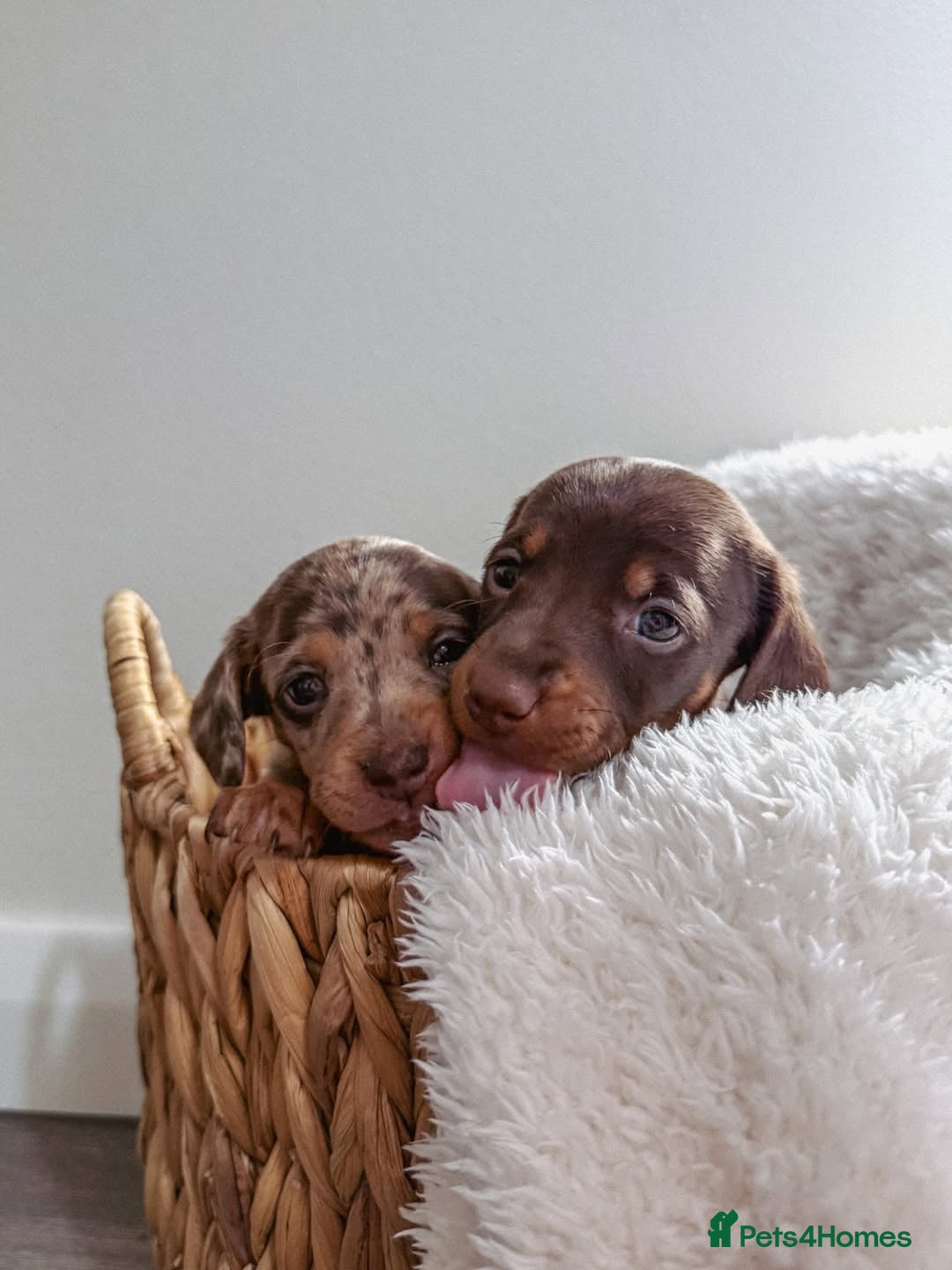 Miniature Dachshund dogs for sale: Beautiful Purebred Miniature Dachshund Puppies - Image 4