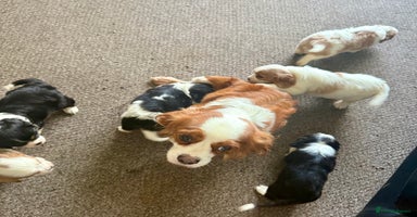 Cavalier King Charles Spaniel dogs - Advert 11