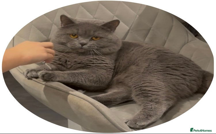 British Shorthair cats in Lincoln - Advert 6