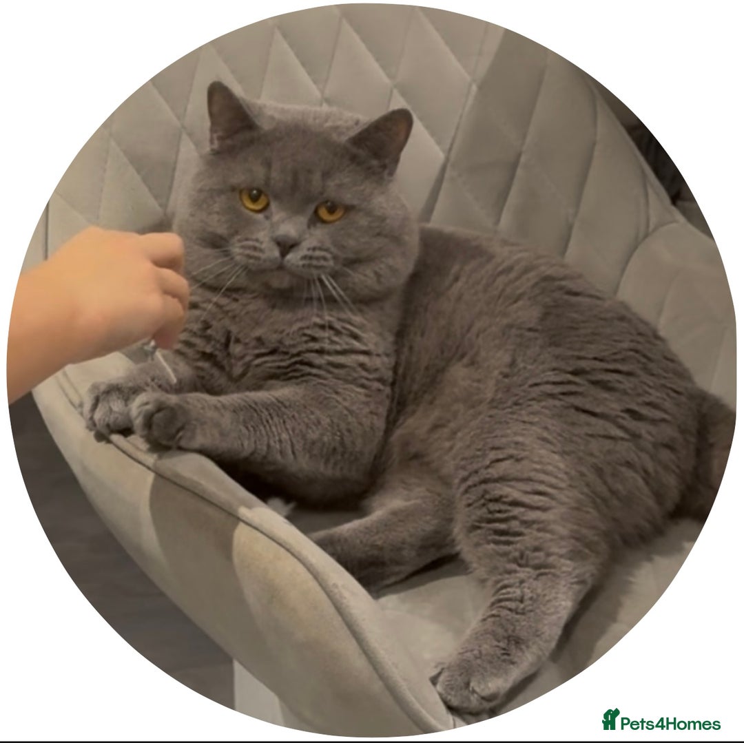 British Shorthair cats for stud: GCCF ACTIVE PROVEN FOR STUD LINCOLN in Lincoln - Image 1