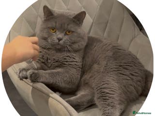 British Shorthair cats GCCF ACTIVE PROVEN FOR STUD LINCOLN in Lincoln - Advert 4