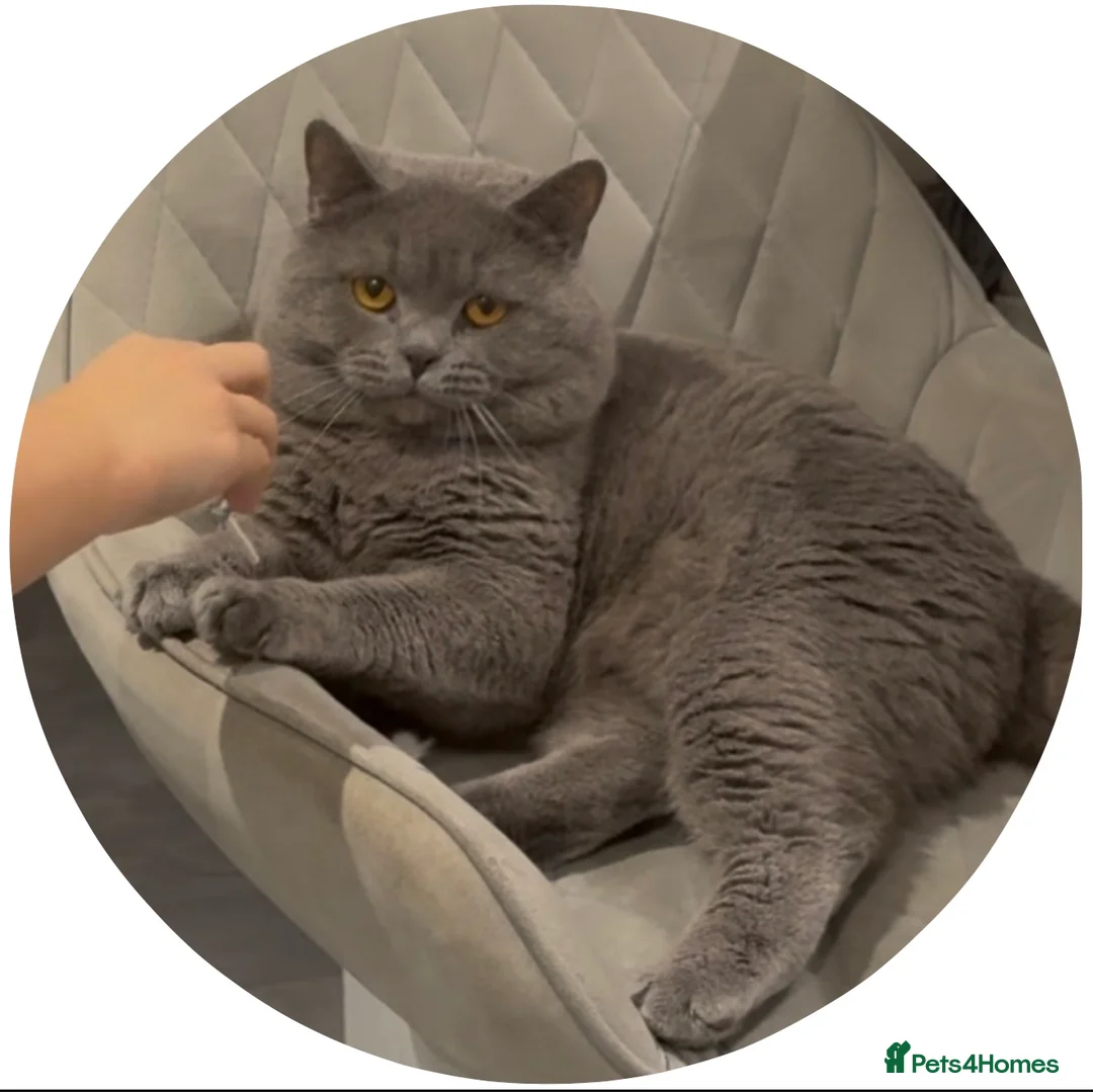 British Shorthair cats for stud: GCCF ACTIVE PROVEN FOR STUD LINCOLN in Lincoln - Advert 1