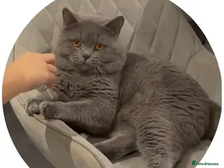 British Shorthair cats GCCF ACTIVE PROVEN FOR STUD LINCOLN in Lincoln - Advert 4