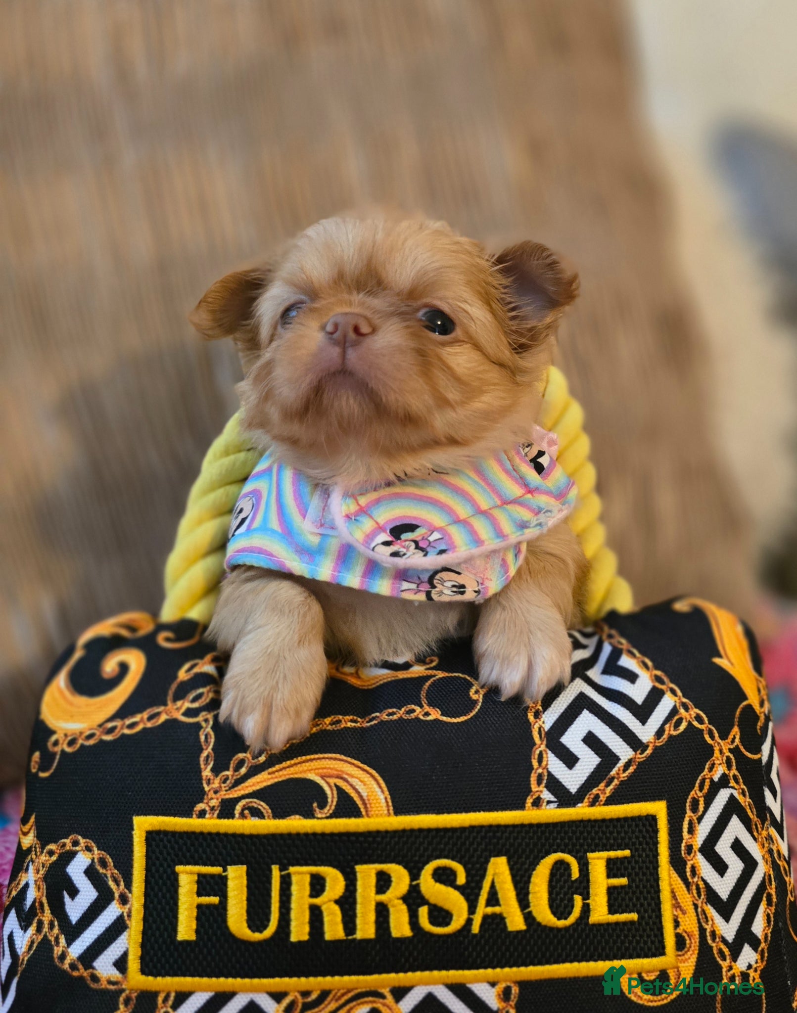 Chihuahua dogs for sale: Xx stunning kc chihuahua longcoat puppies Xx - Advert 21