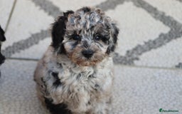 Cavapoo dogs for sale: Beautiful Cavapoochons for sale  - Image 6