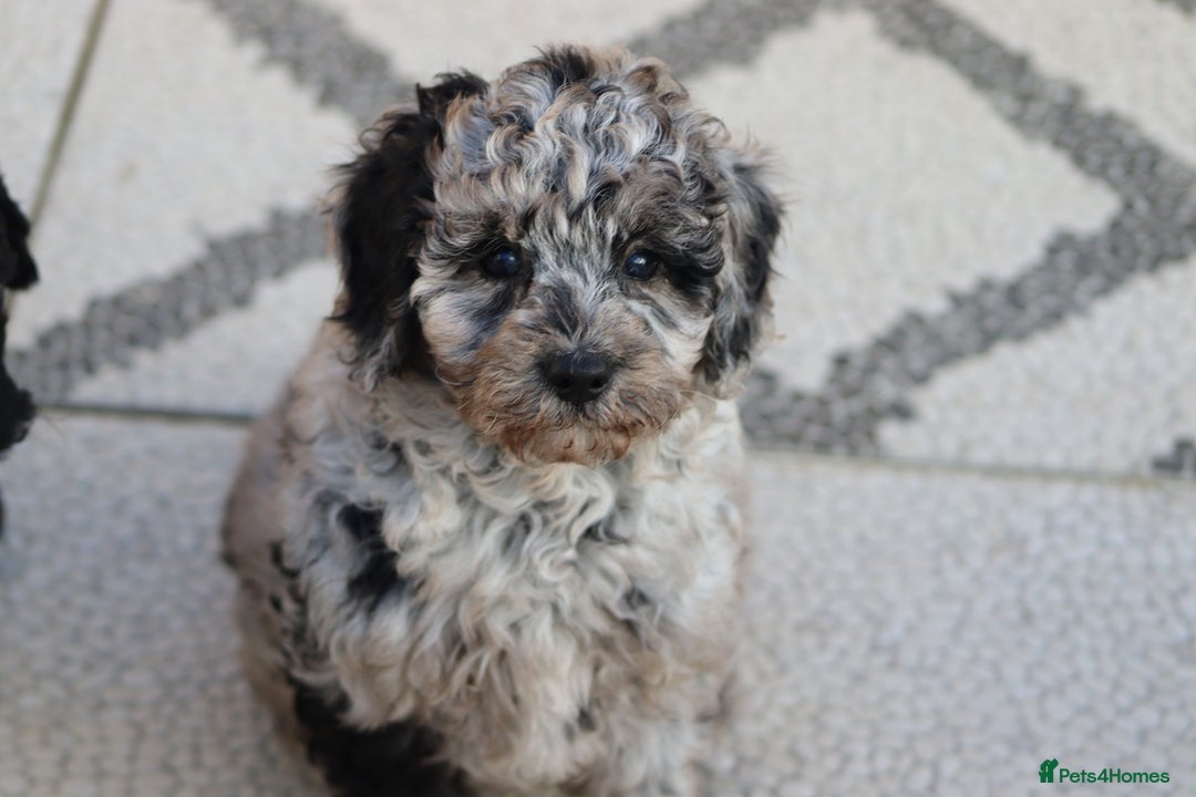 Cavapoo dogs for sale: Beautiful Cavapoochons for sale  - Image 6