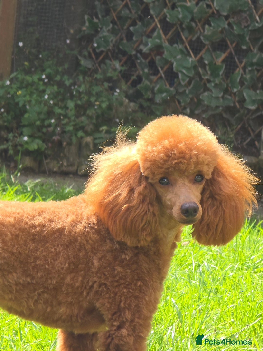 Toy Poodle dogs for sale: Stunning red female poodle  - Image 7