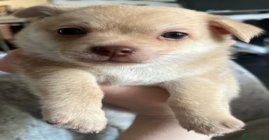 Pomeranian dogs - Advert 1