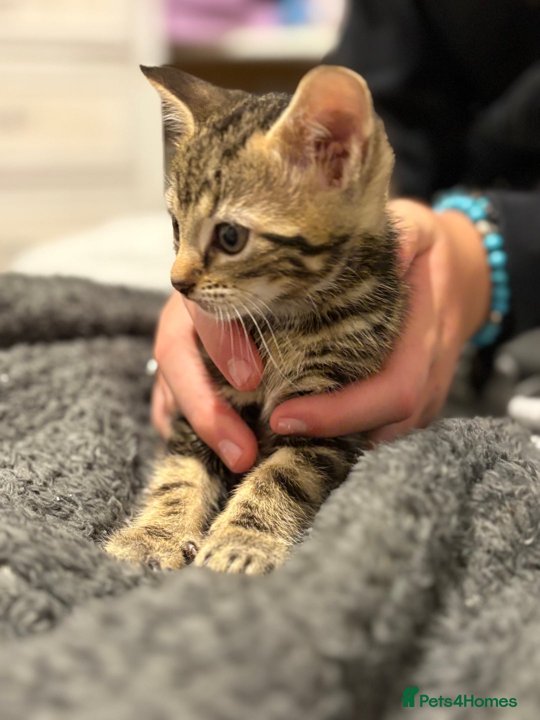 Mixed Breed cats for sale: Two tabby kittens ready to go now  - Image 3