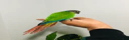 Conures birds for sale: Beautiful Hand Reared Green Cheek Conures for sale - Advert 5
