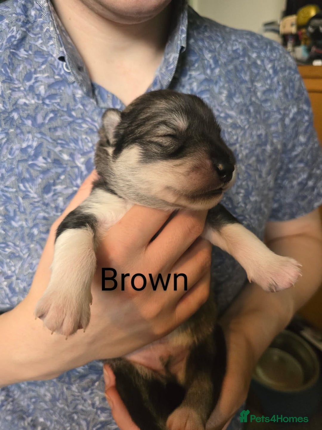 Siberian Husky dogs for sale: Wooly Siberian huskys - Image 5