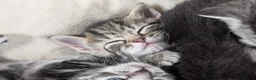 Mixed Breed cats for sale: LAST 2: British shorthair kittens - Advert 26