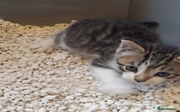 Mixed Breed cats for sale: Lovely Bengal x kittens for sale. - Advert 15