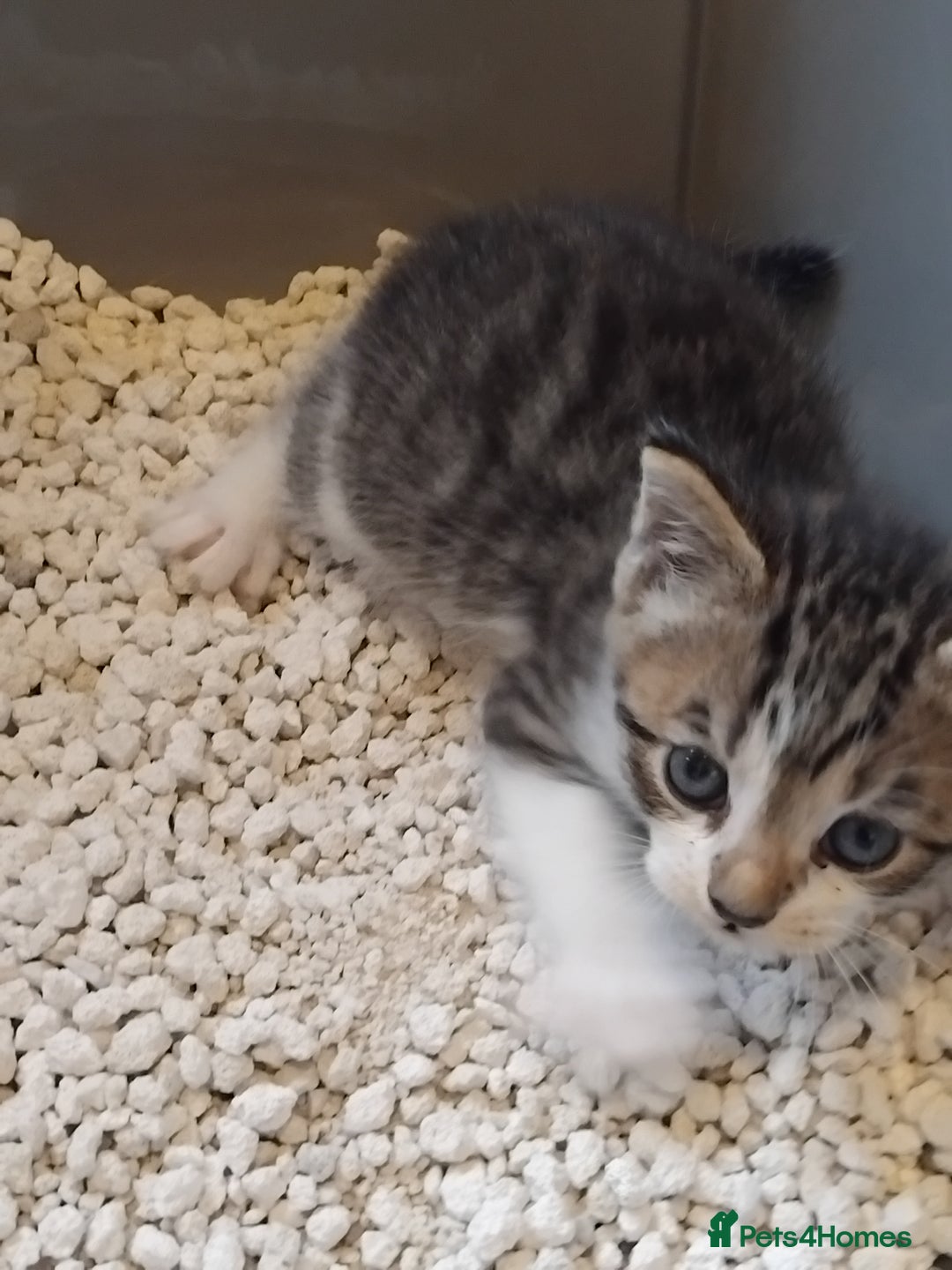 Mixed Breed cats for sale: Lovely Bengal x kittens for sale. - Advert 15