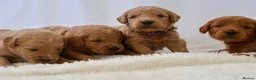 Mini Goldendoodle dogs for sale: F1 Miniature Goldendoodle’s - Advert 7
