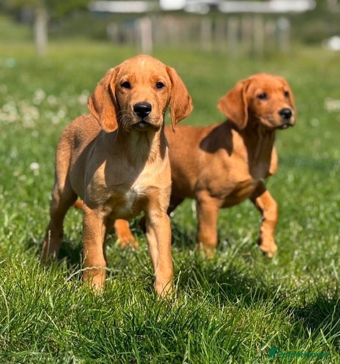 Goldador dogs Health Tested Goldador Puppies - Advert 1