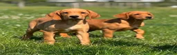 Goldador dogs for sale: Health Tested Goldador Puppies - Advert 2