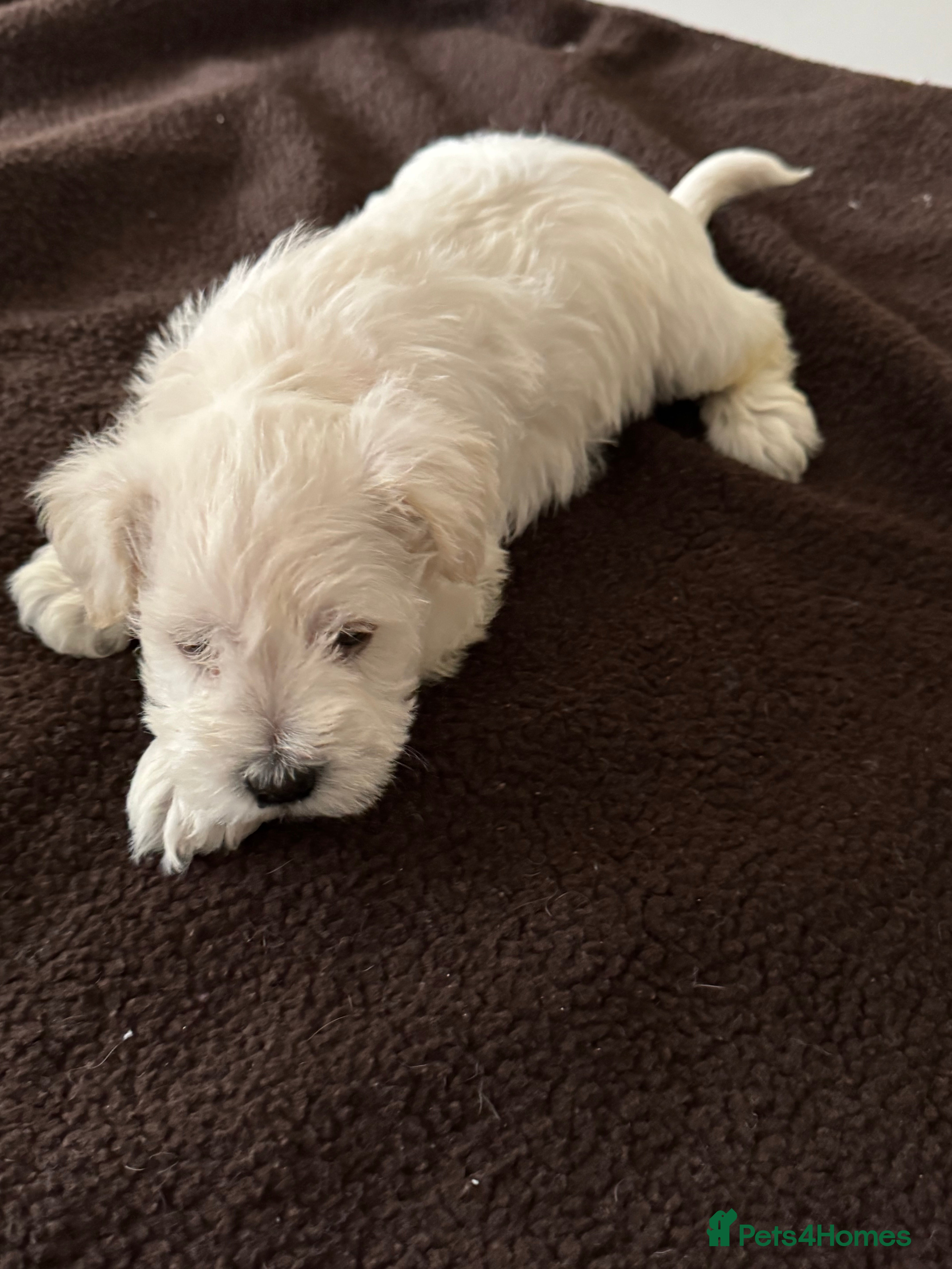 Miniature Schnauzer dogs KC reg fully health checked Mini Schnauzer puppies - Advert 14