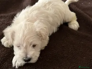 Miniature Schnauzer dogs KC reg fully health checked Mini Schnauzer puppies - Advert 14