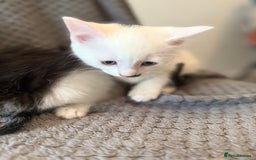 Mixed Breed cats for sale: very friendly kittens looking for a new home - Image 6