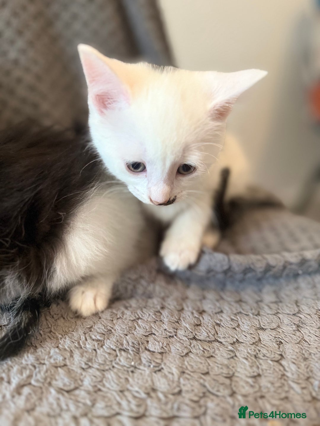 Mixed Breed cats for sale: very friendly kittens looking for a new home - Image 6