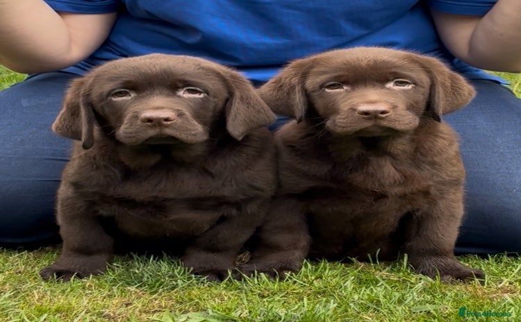 Labrador Retriever dogs - Advert 8