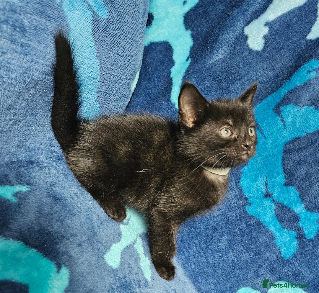 Mixed Breed cats for sale: 2 male kittens ready now - Image 7