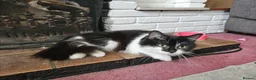 Mixed Breed cats for sale: Fluffy black male available  - Advert 1