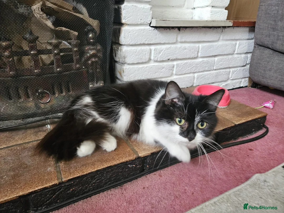 Mixed Breed cats for sale: Fluffy black male available  - Advert 1