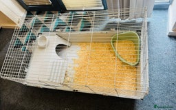 Mini Lop rabbits for sale: 10 weeks old male bunny  - Image 11