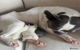 French Bulldog dogs for sale: Kc registered french bulldog puppies available 🐶 - Image 14
