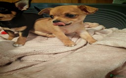 Chihuahua dogs for sale: Tiny chihuahua's  - Image 16