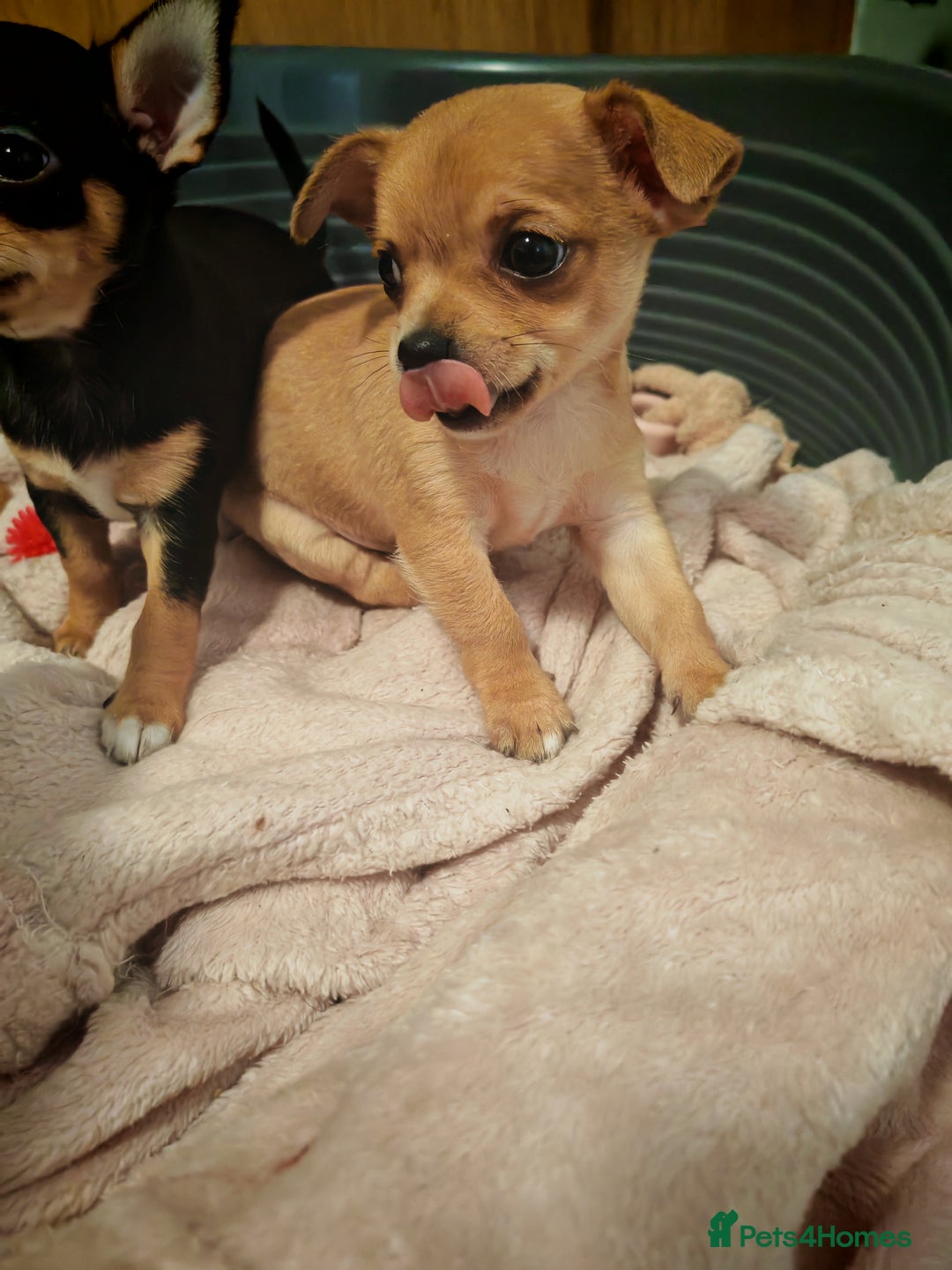 Chihuahua dogs for sale: Tiny chihuahua's  - Image 16