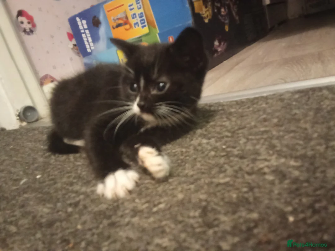 Ragdoll cats for sale: Kittens for sale  - Advert 12