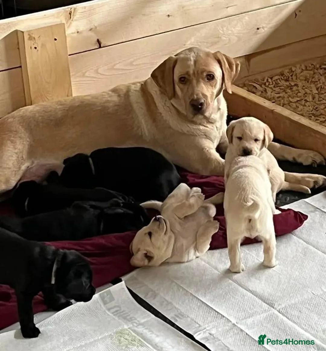 Labrador Retriever dogs for sale: Up-still  labrador retriever - Advert 1