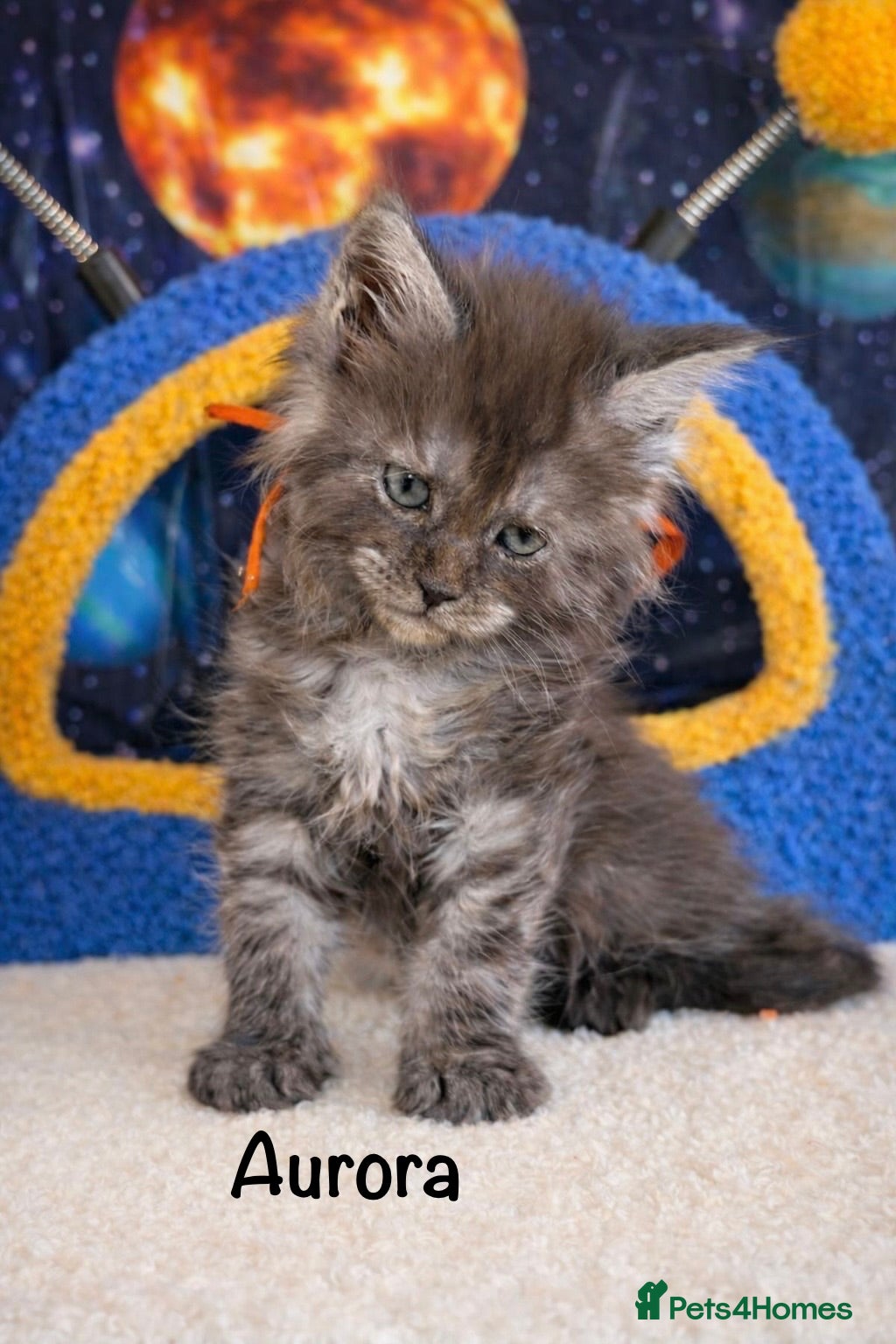 Maine Coon cats TICA Registered Maine Coon Kittens  - Advert 5