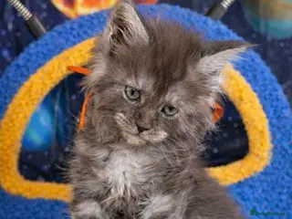 Maine Coon cats TICA Registered Maine Coon Kittens - Advert 5