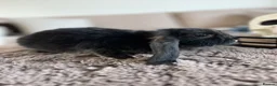 French Lop rabbits for sale: French Lops ready to leave  - Advert 10