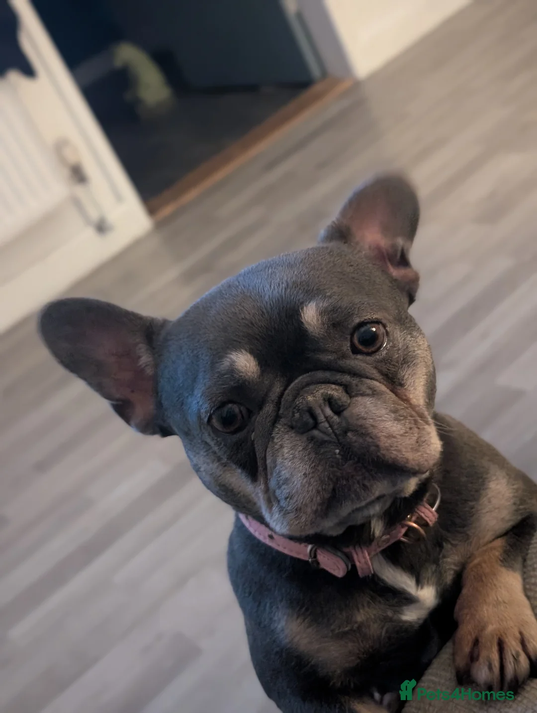French Bulldog dogs for sale: 6 year old french bulldog  - Advert 3