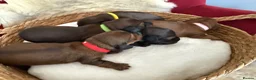 Miniature Dachshund dogs for sale: Show class mini longhair pups from Crufts winner  - Advert 13