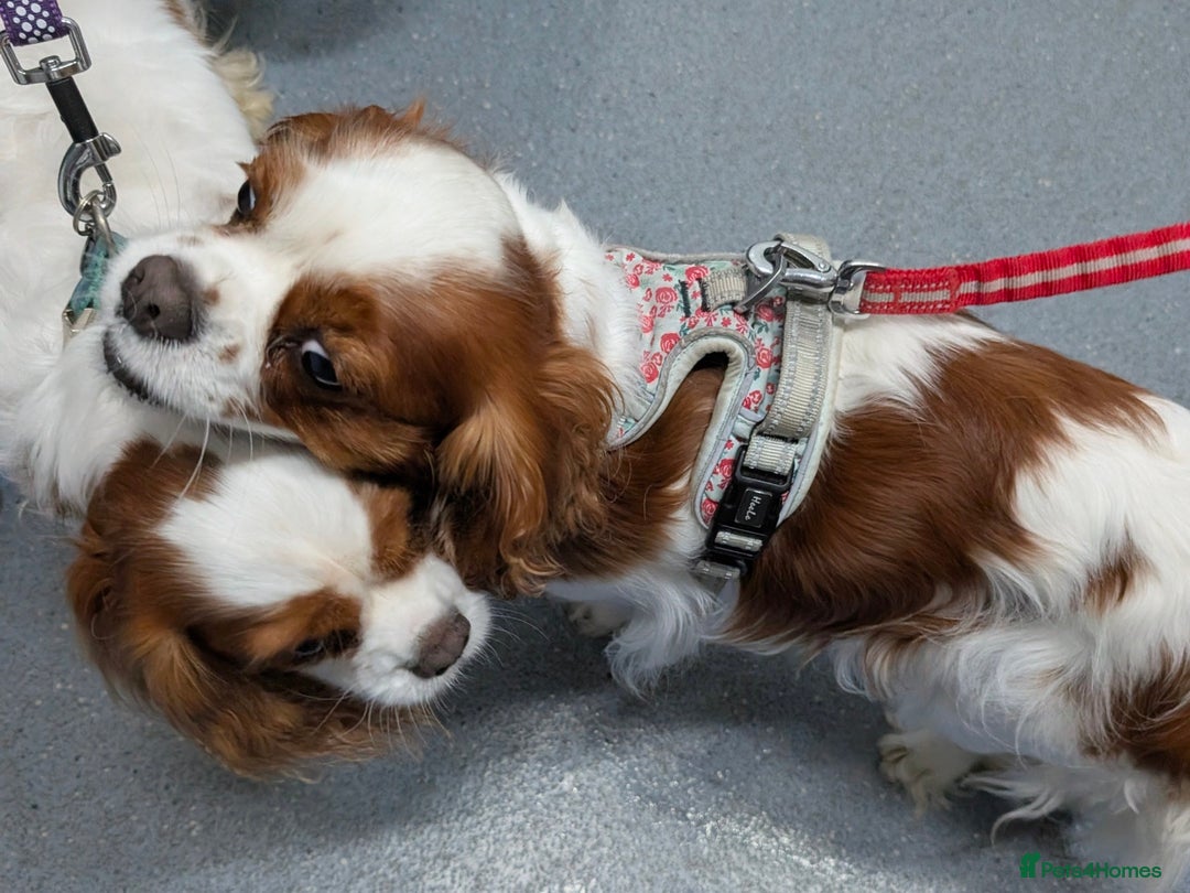 Cavalier King Charles Spaniel dogs for sale: Exquisite Lady KC reg Cavalier King Charles - Advert 15