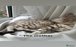 Bengal cats for sale: Stunning Silver & Charcoal Bengal Boys & Girls! - Image 22