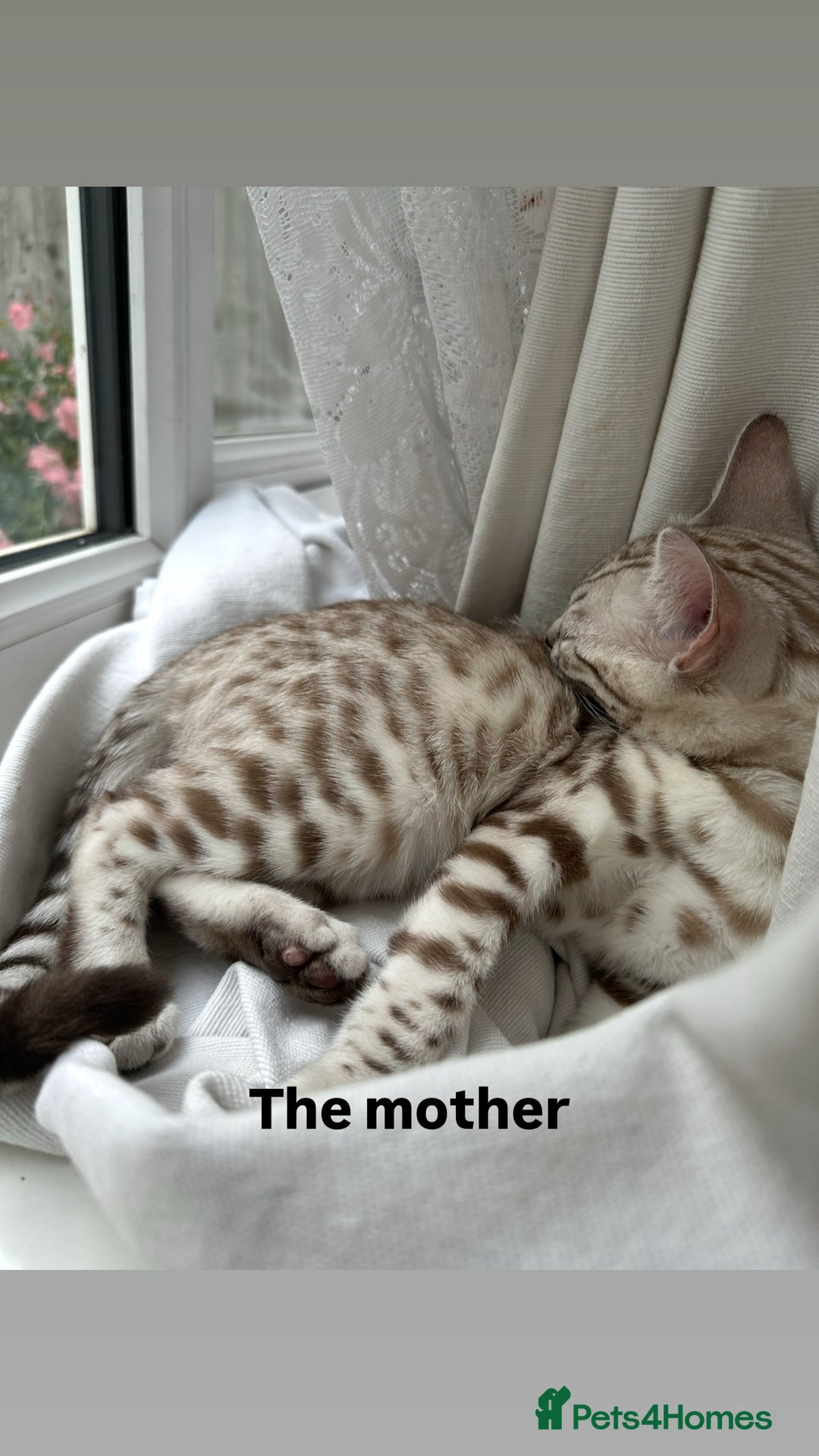 Bengal cats for sale: Stunning Silver & Charcoal Bengal Boys & Girls! - Image 22