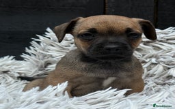Mixed Breed dogs for sale: Stunning chunky Jack Russell x puppies, ready fri - Image 8