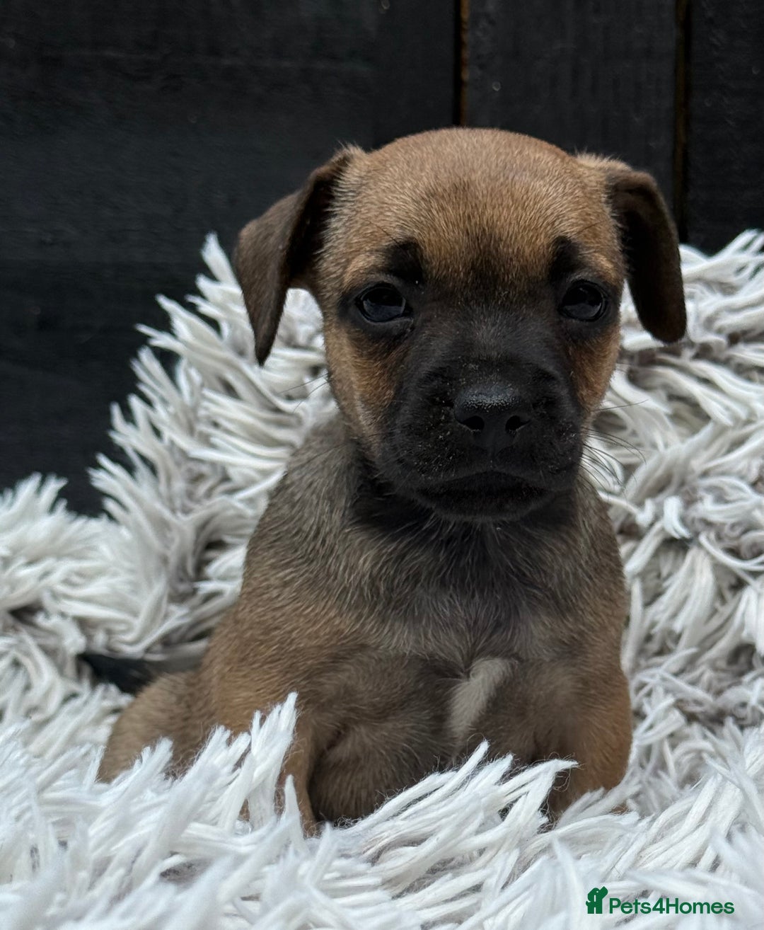 Mixed Breed dogs for sale: Stunning chunky Jack Russell x puppies, ready fri - Image 8